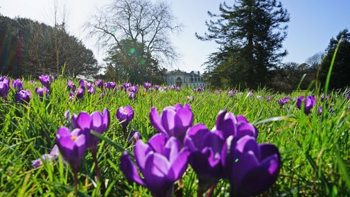Crocuses on the Kennel Bank at Dyffryn Gardens, Vale of Glamorgan